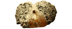 Mohnrolle